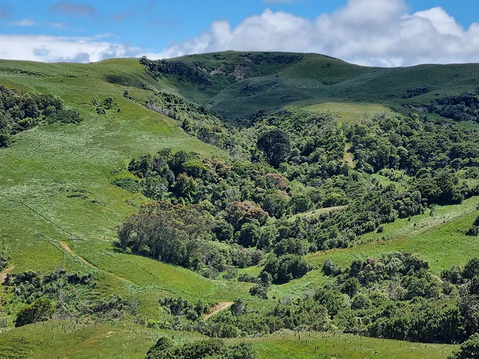 The great northern rata towering above surrounding native forest in the eastern Wairarapa